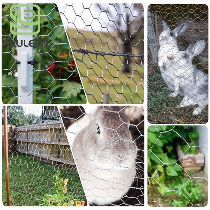 Galvanized Hexagonal Wire Mesh Netting best Galvanized Hexagonal Wire Mesh Netting best